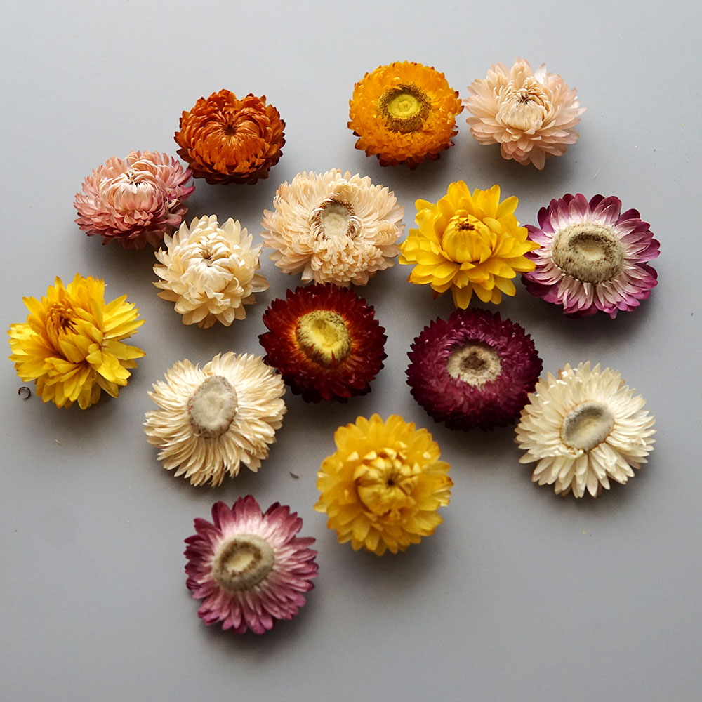 Natural Dried Colorful Chrysan - Hair Care Nature ulasan dan harga
